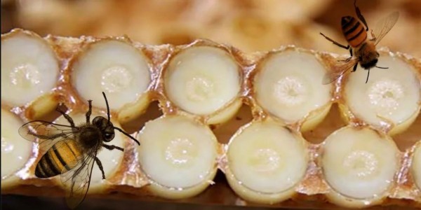 Маточное молоко