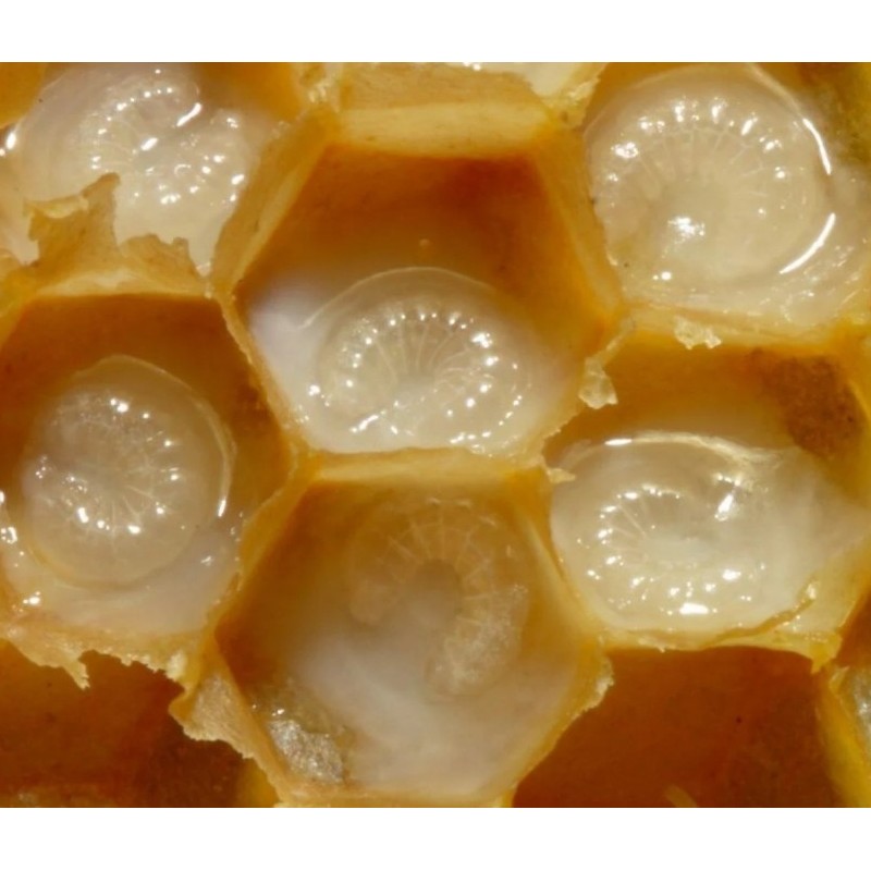 Маточное молоко в гранулах