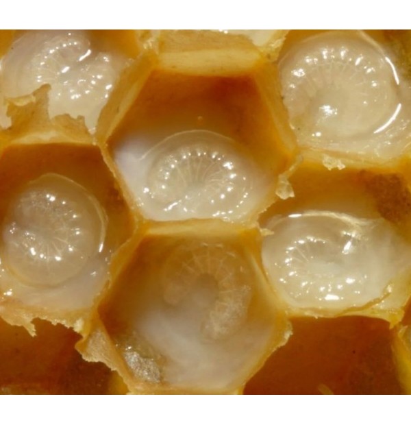 Маточное молоко в гранулах